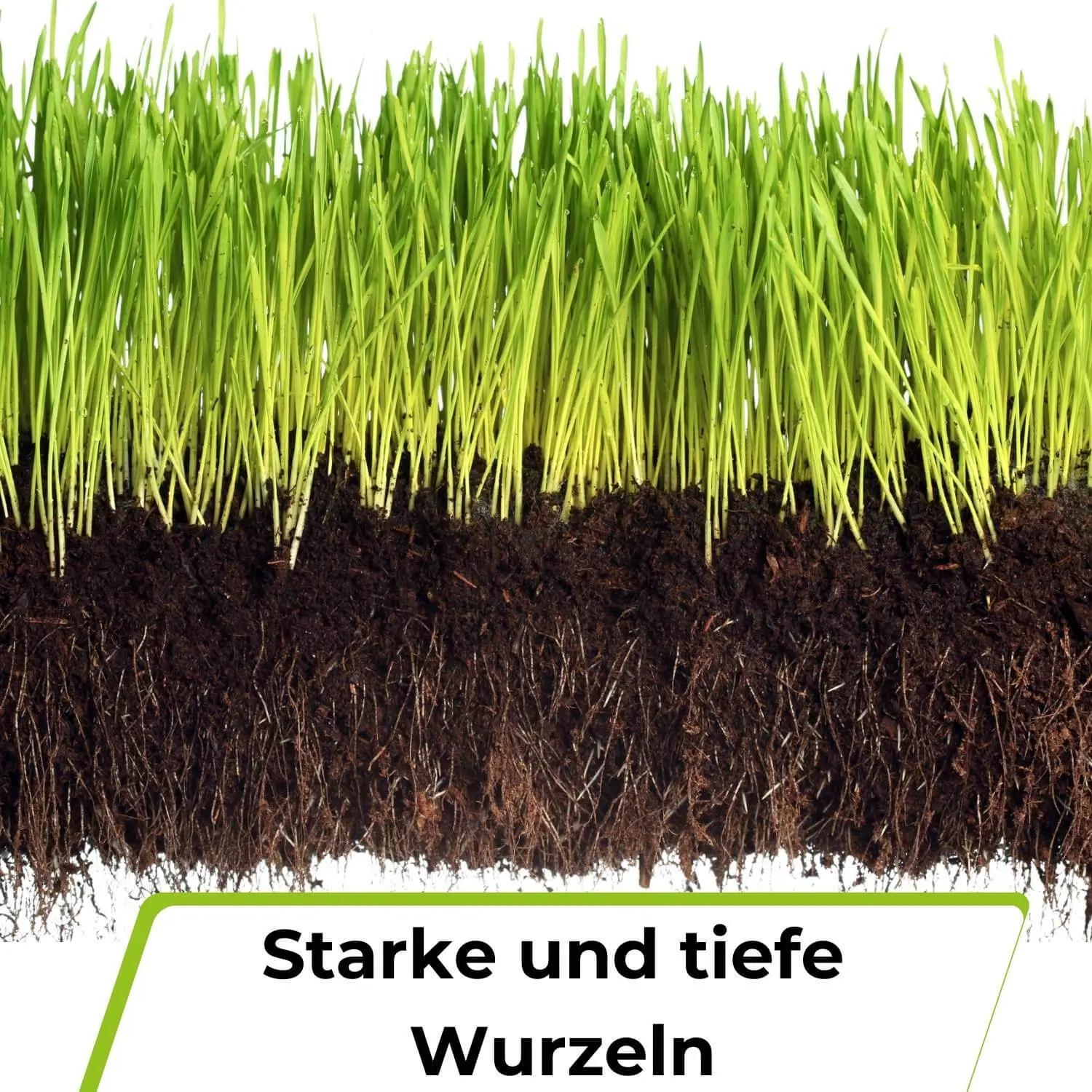 Rasensamen - Nachsaat, Reparatur und Neuanlage - Image 12